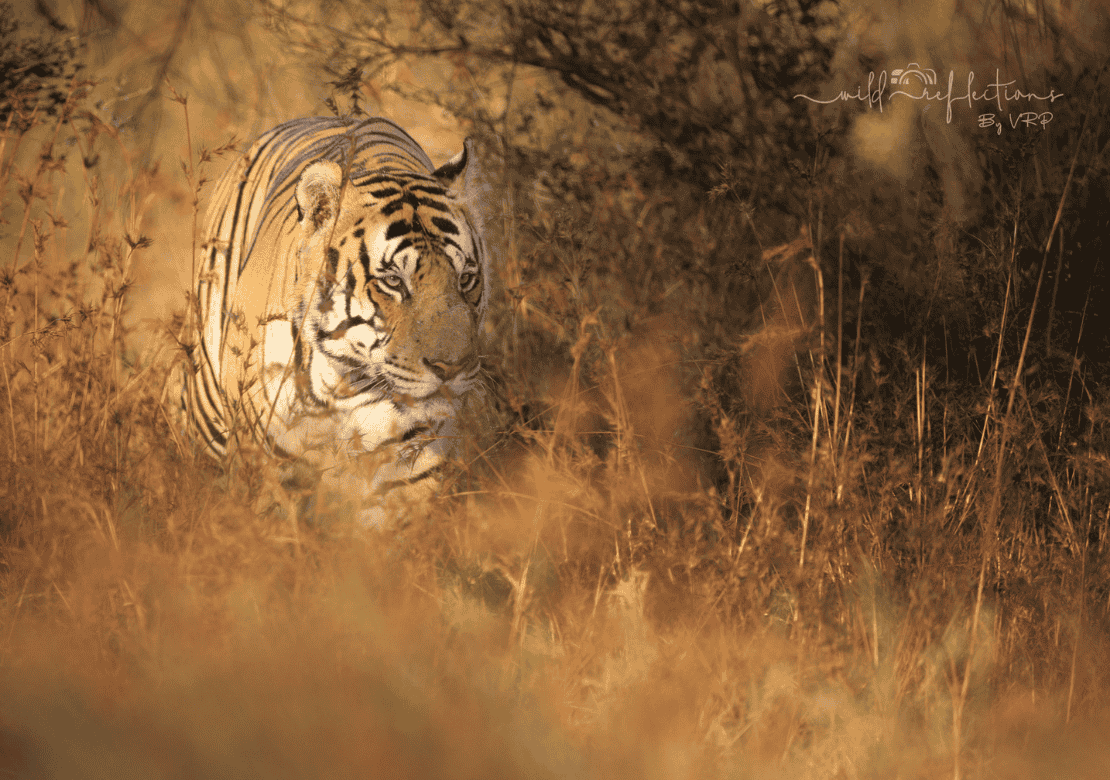 Pench Tiger